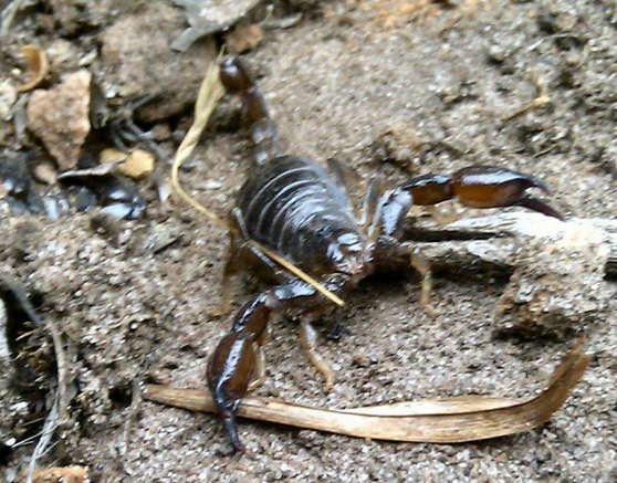 Mount Dundas Scorpions