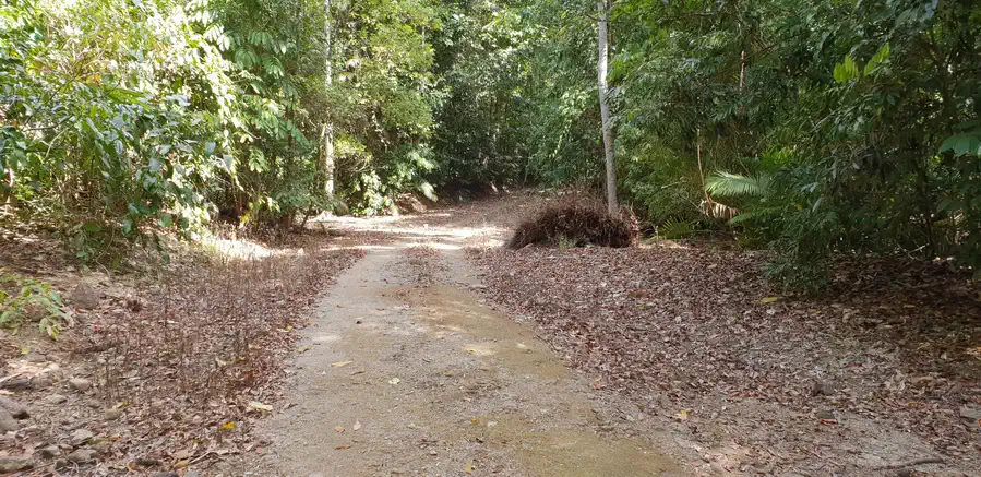 Hiking the Goldfield Trail North Qld