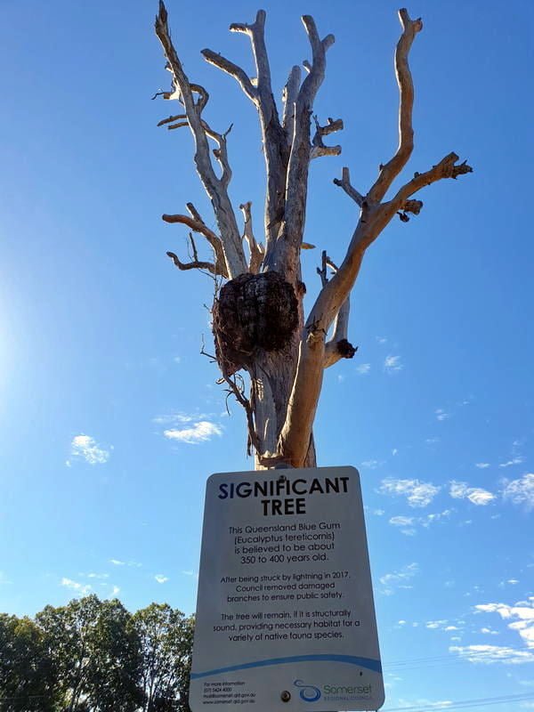 Toogoolawah Significant Tree