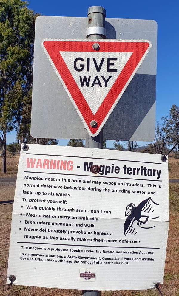 Warning Magpie Territory