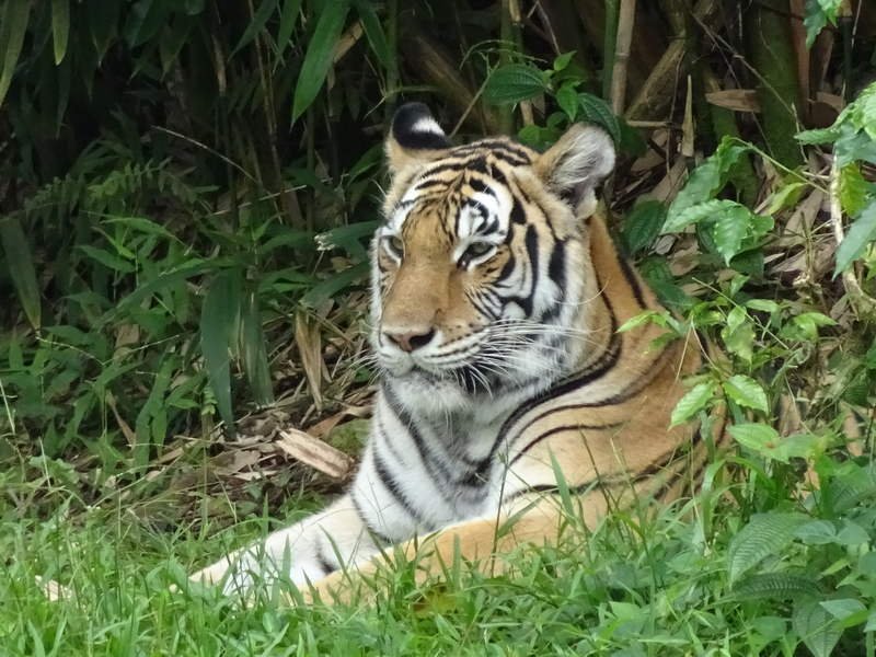 Tiger at Panaewa Rainforest Zoo