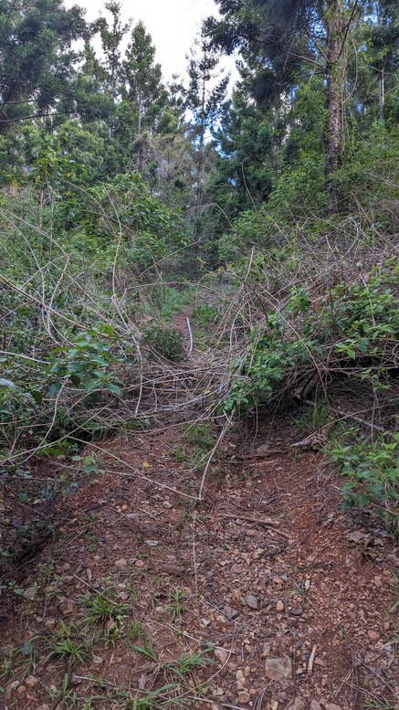 Booloumba Hiking Trail - Imbil State Forest